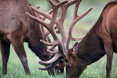 So, Can You Eat Elk for Survival?