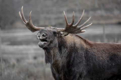 So, Can You Eat Moose for Survival?