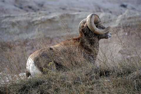 So, Are Bighorn Sheep Dangerous?