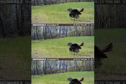 The turkeys have been heating up!!  April 15 - 19 Turkey Trail Camera Montage
