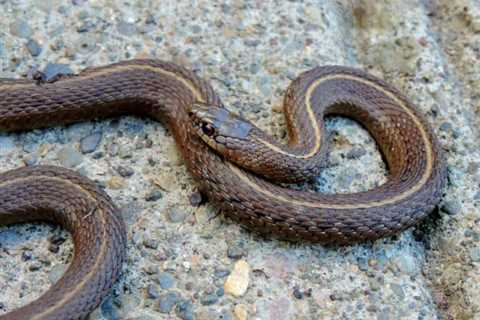 So, Are Garter Snakes Poisonous?