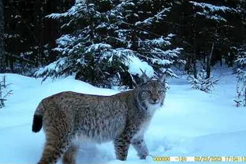 The Forest Сrossroad | Trail Camera 2022-2023
