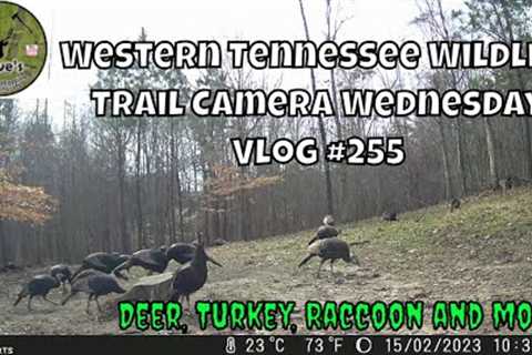 Western Tennessee Wildlife Trail Camera Wednesday - Vlog #255