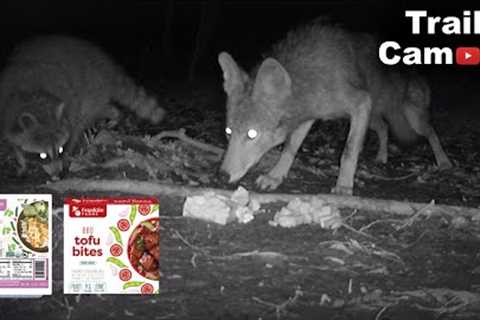Tofu Left In The Woods! [Trail Camera] - Wildlife React!
