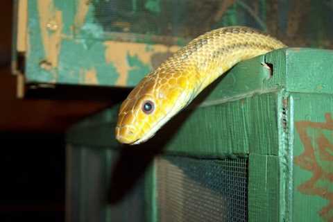 So, Are Black and Yellow Snakes Poisonous?