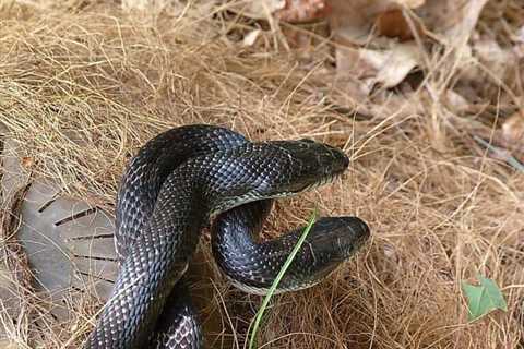 So, Are Black Snakes Poisonous?