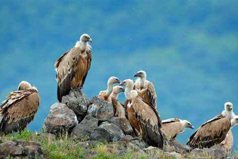 Can You Eat Vultures and is it Safe?