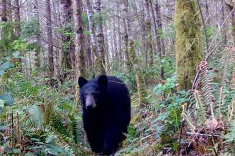 Bushnell Trail Camera video footage of black bear walking trail with  a stick balanced on his back.