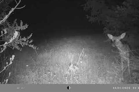 Trail Camera video April - May 2023