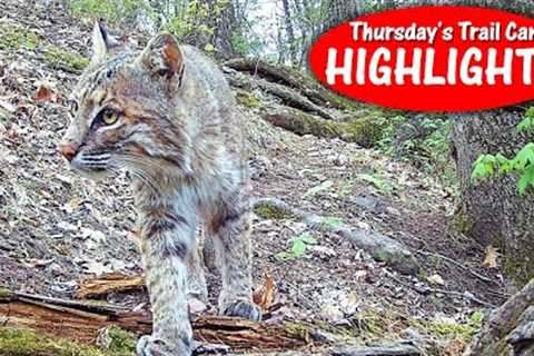 Bobcat Up Close, Prickly’s Tree, Longestbeard, Scared Yotes! Thursday''s Trail Cam Highlights 5.25..