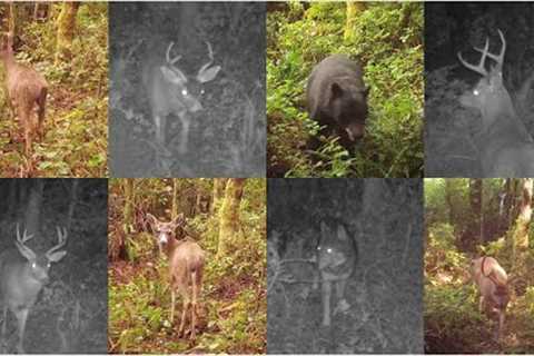 Trail Camera Left UNTOUCHED for a YEAR
