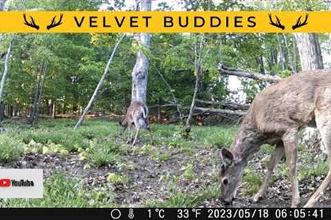 Velvet Buck Pair at Licking Branch Site | Trail Cam Video
