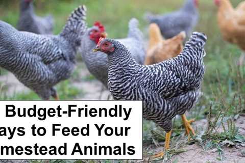 10 Most Affordable Ways to Feed a Healthy Diet to Your Homestead Animals