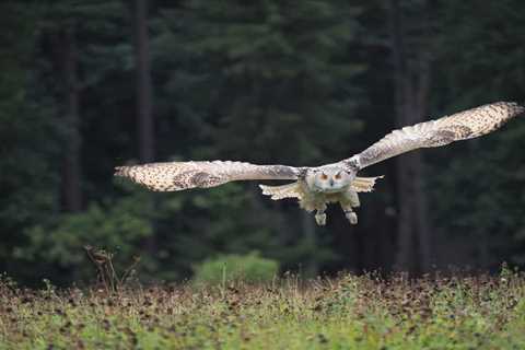 Owls: Are they Dangerous?