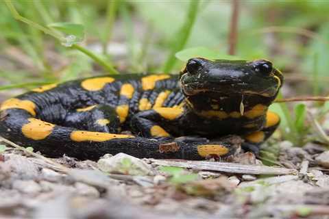 So, Can You Eat Salamanders for Survival?