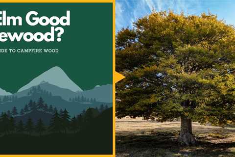 Is Elm Good Firewood? Your Guide to Campfire Wood