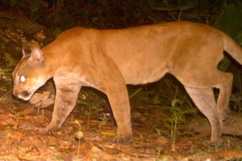 Massive Puma Caught on My Trail Cameras (Puma concolor)