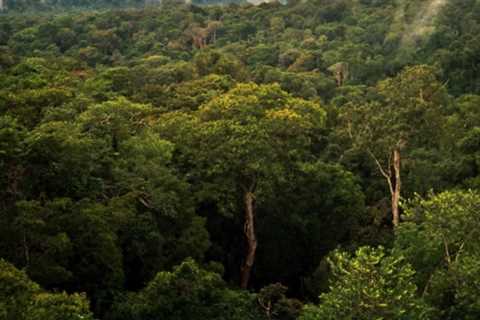 Indigenous Knowledge: How Four Children Survived the Amazon for 40 Days