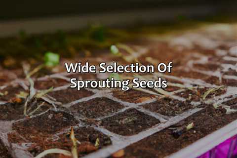 Wide Selection Of Sprouting Seeds