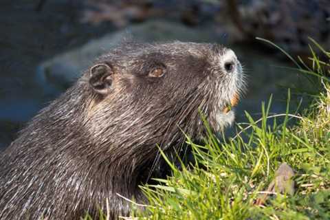 Beavers: Are They Dangerous?