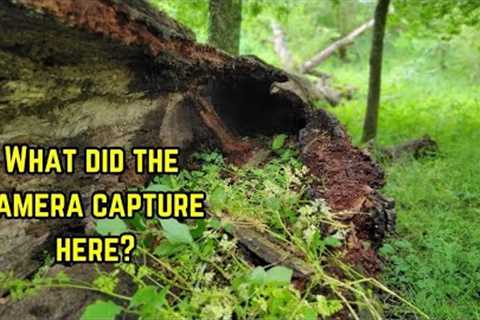 What I caught on camera at this huge hollowed out tree! Trail cam videos