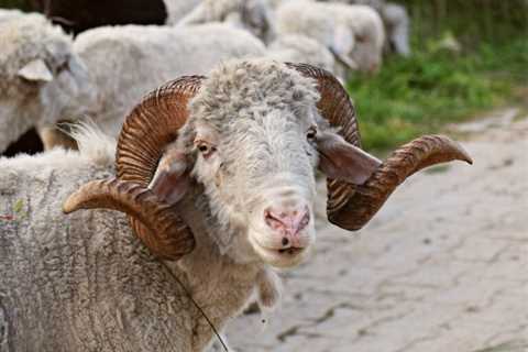 Bighorn Sheep: Are They Dangerous?