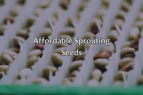 Affordable Sprouting Seeds