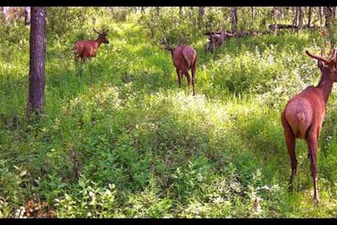 Trail Camera Video – July 15, 2023