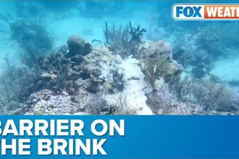 Unprecedented Warmth Threatens Florida's Barrier Reef Ecosystems