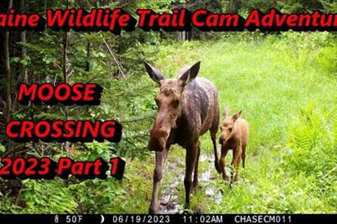 Wildlife Trail Cam Adventures - Moose Crossing 2023 Part 1 ~ MOOSE!