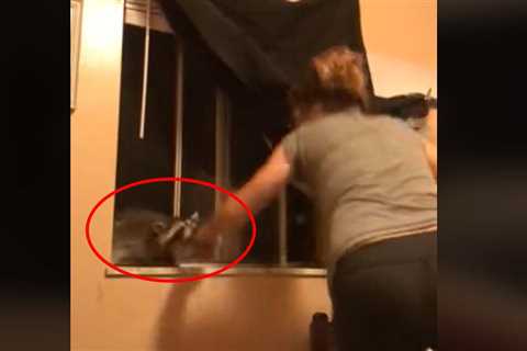 Watch a Raccoon Chomp on a Woman Trying to Usher Its Kits Out of Her Bedroom