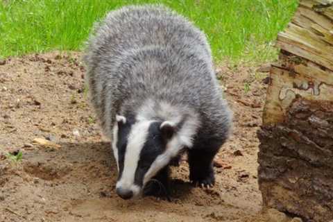Badgers: Are They Dangerous?