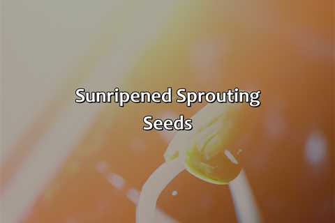 Sun-Ripened Sprouting Seeds