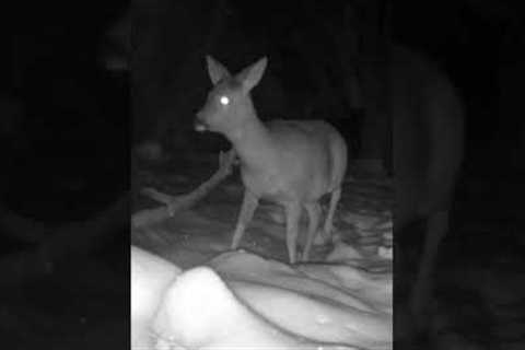 Trail Camera Video of a WILD Deer