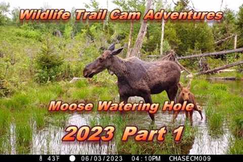 Wildlife Trail Camera Videos -  Moose Watering Hole | 2023 Part 1 ~