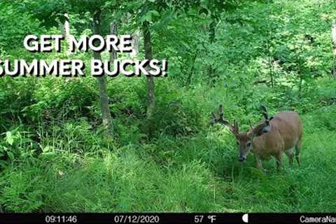 Summer Trail Camera Tips for JULY!
