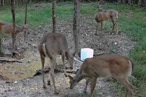 Campark Trail Camera : Foraging Activities of Deer Together