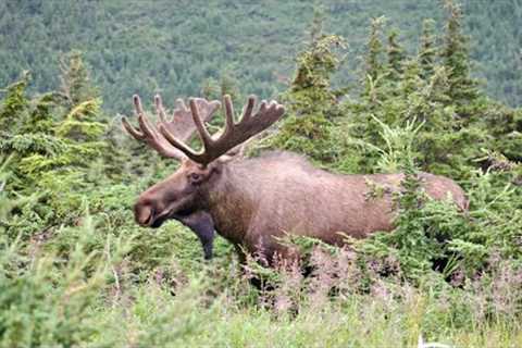 First Bull Moose of the Season!