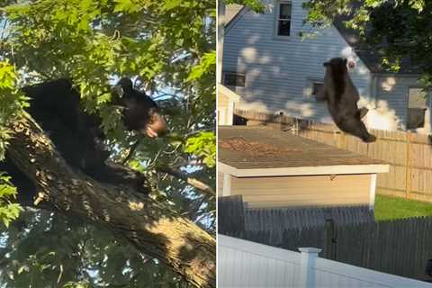 Watch a Tranquilized Bear Fall from a Neighborhood Tree in Rhode Island