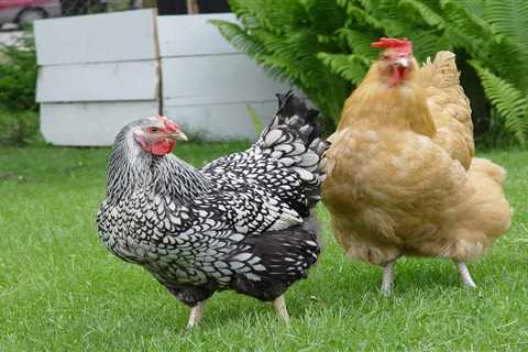 Can Chickens Eat Grass Clippings? Is it Safe?