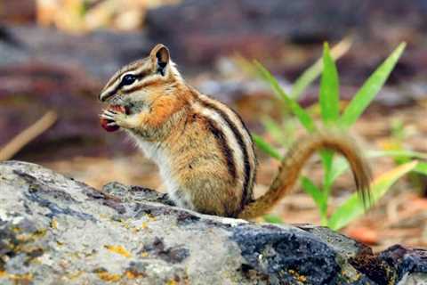 Catching Chipmunks: How to Trap and Remove Them Safely
