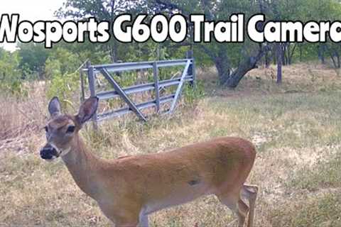 Wosports G600 Trail Camera: July 14-Aug. 3, 2023