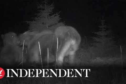 Bear and wolf launch joint attack on moose and calf in trail cam footage