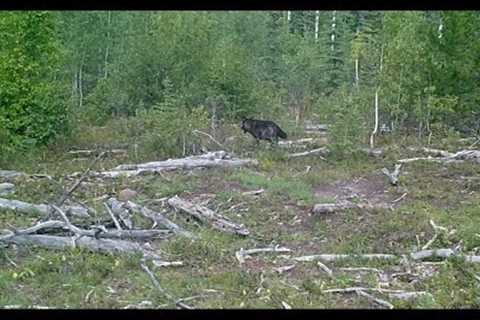 Trail Camera Video – Sept 18, 2023