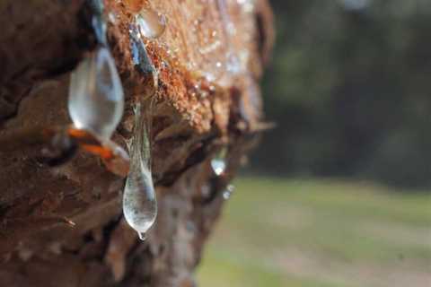What is Tree Sap Used For? 13 Clever Uses
