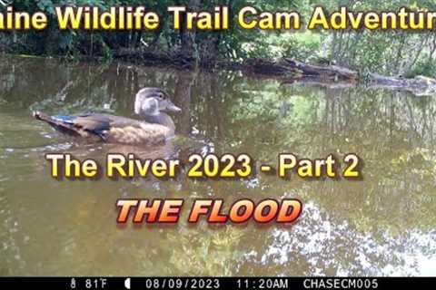 Trail Camera Videos - The River Part 2  - THE FLOOD!