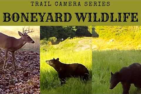 BONEYARD | 2 Hours Of Trail Camera Wildlife | Nature Video 10 26 23 #nature  #wildlife