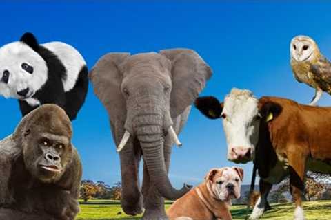Sound Of Cute Little Animals, Familiar Animals: Camel, Ostrich, Panda, Cow, Pig, Kangaroo, Rhino