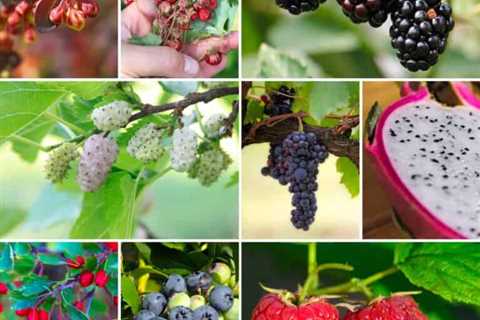 60 Wild Berries That Are Safe to Eat