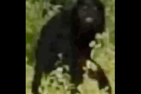 DISTURBING TRAIL CAM CAPTURE THAT IS LEAVING EVERYONE SPEECHLESS!!